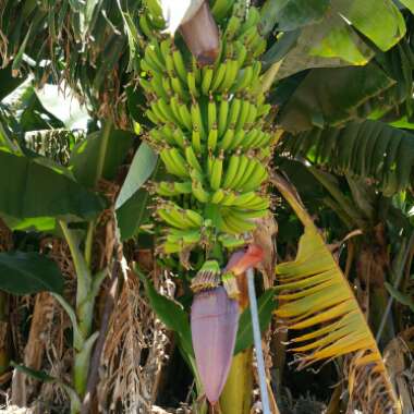 Musa