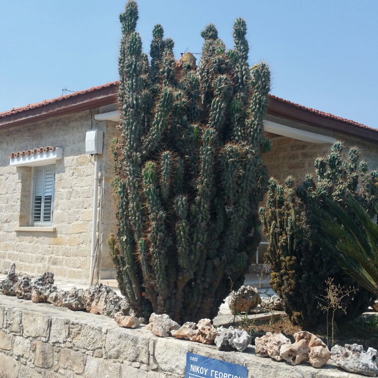Plant image Cereus