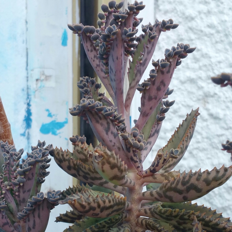 Plant image Kalanchoe Tubiflora (Bryophyllum delagoense)