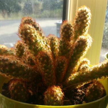 Mammillaria elongata