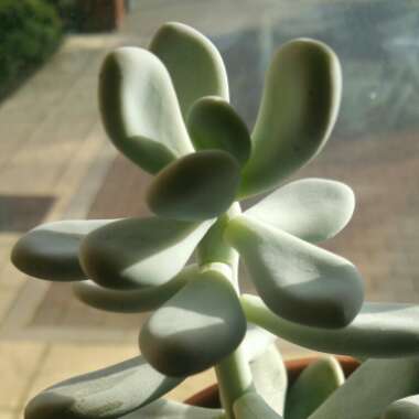 Pachyphytum oviferum