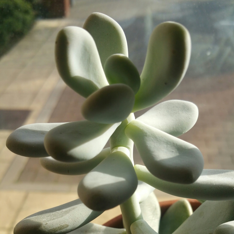 Plant image Pachyphytum oviferum