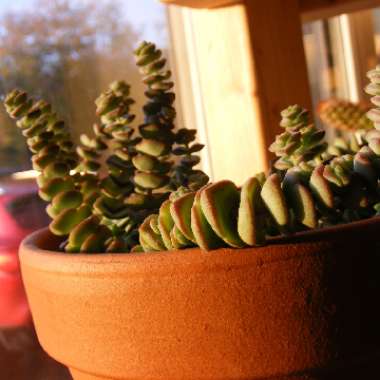 Crassula rupestris subsp. marnieriana