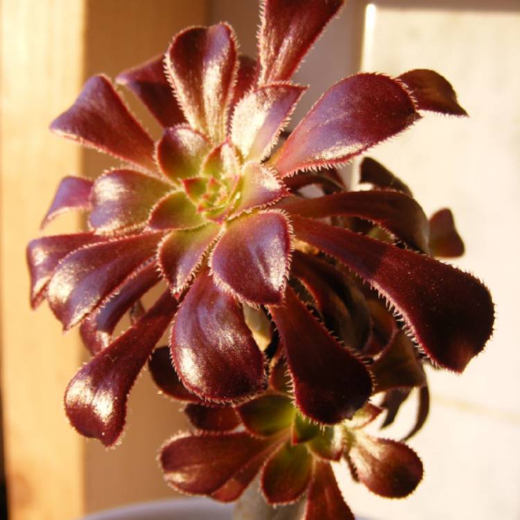 plant image 1197749 plant image 1197749