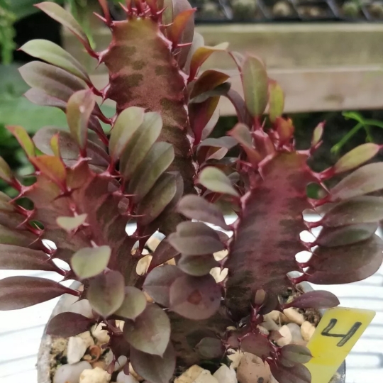 plant image 1199134
