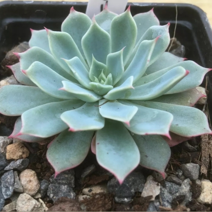 Plant image Echeveria Secunda