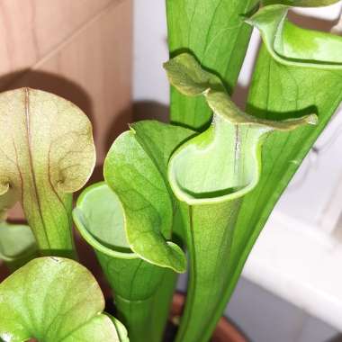 Sarracenia