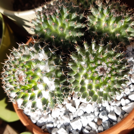 Plant image Mammillaria