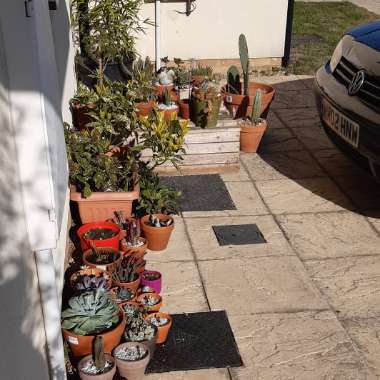 Patsy's garden