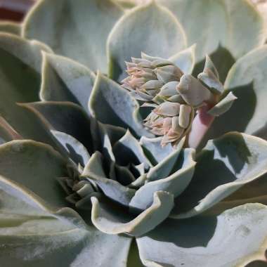 Echeveria 'Imbricata'
