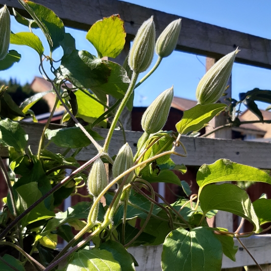 Plant image Clematis 'Dr Ruppel'