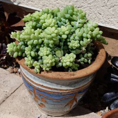 Sedum 'Burro's Tail'