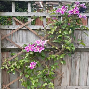 Clematis 'Dr Ruppel'