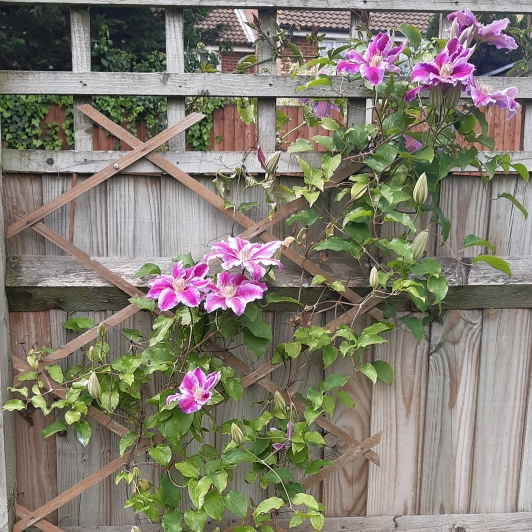 Plant image Clematis 'Dr Ruppel'
