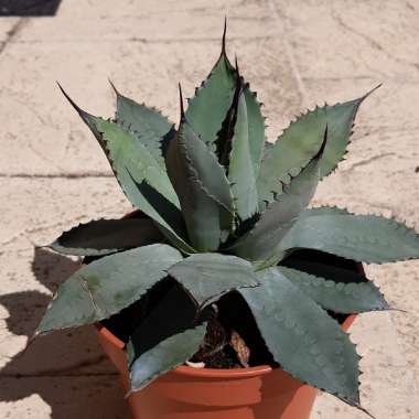 Agave 'Parryi'