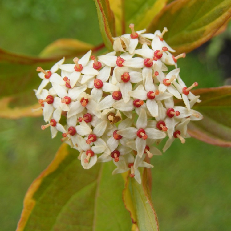 plant image 721061