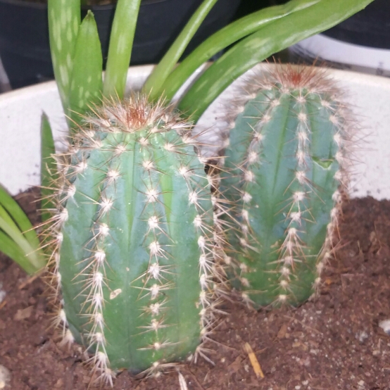 Plant image Trichocereus