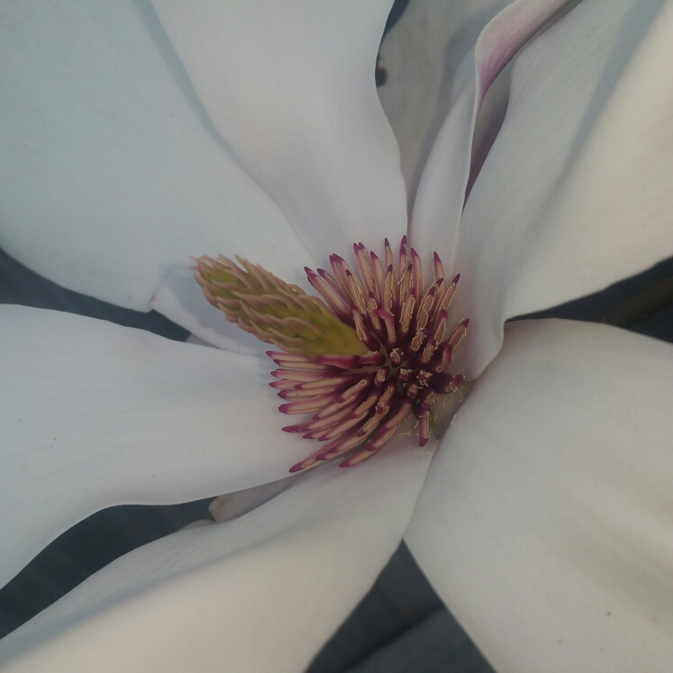 Plant image Magnolia x soulangeana