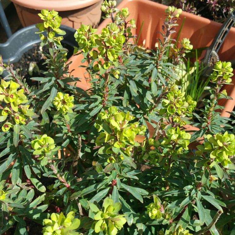 Plant image Euphorbia x martini 'Baby Charm'