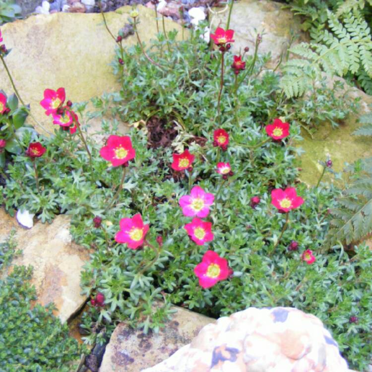 Plant image Phlox Borealis 'Pink Arctic'
