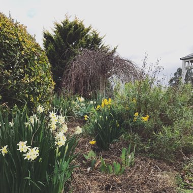 Anna's garden