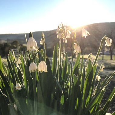 Leucojum aestivum