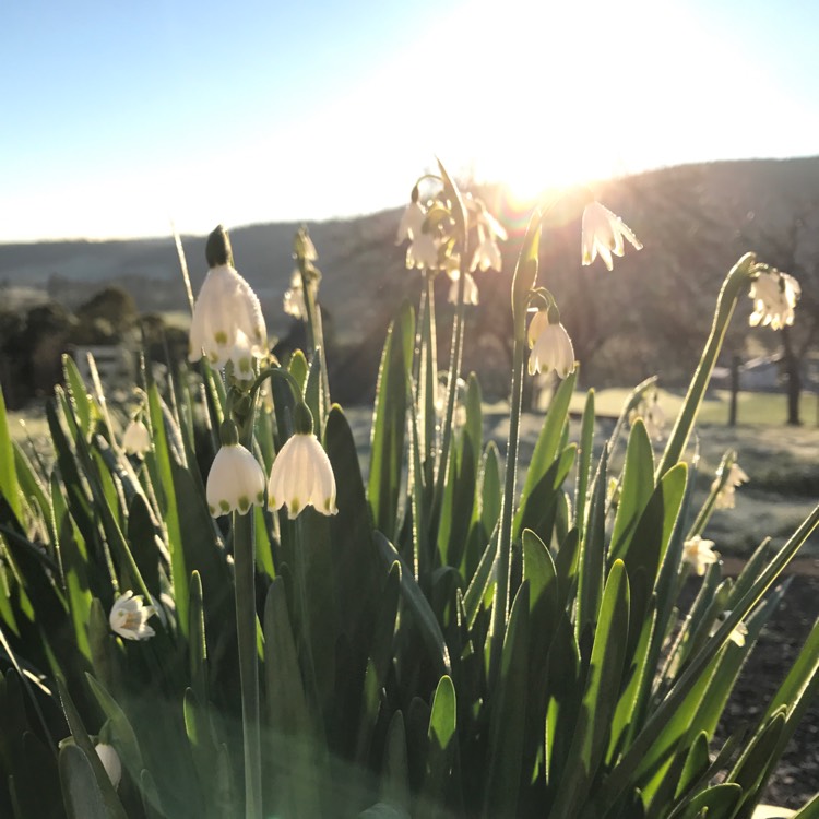 Plant image Leucojum aestivum