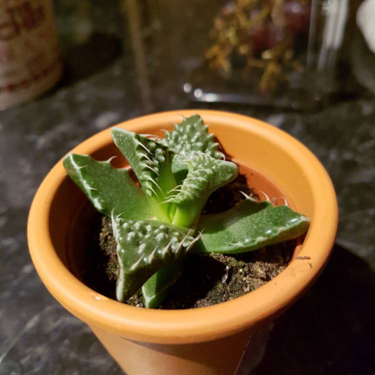plant image 953872
