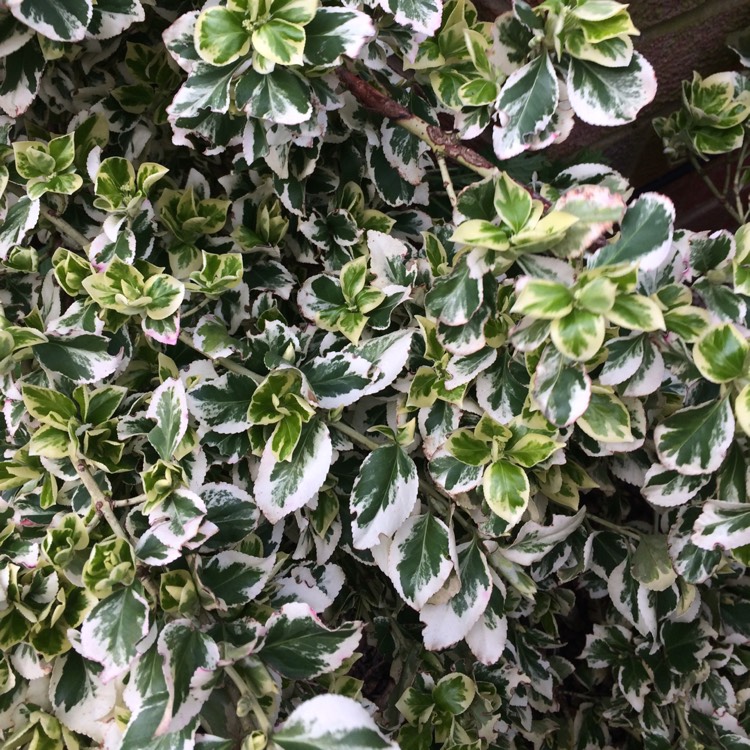 Plant image Euonymus fortunei 'Silver Queen'