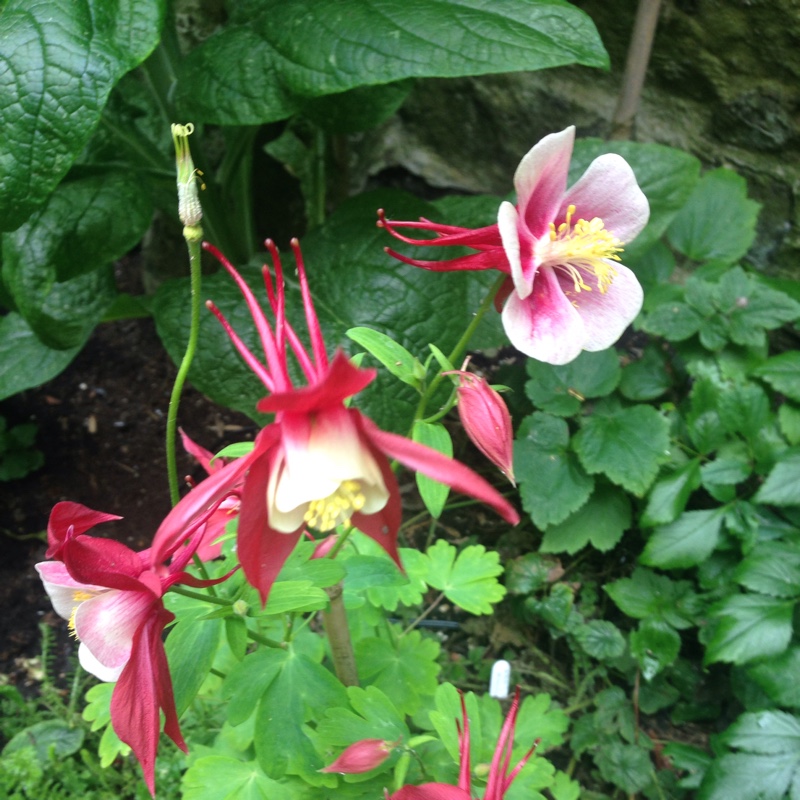 Geraldine's garden