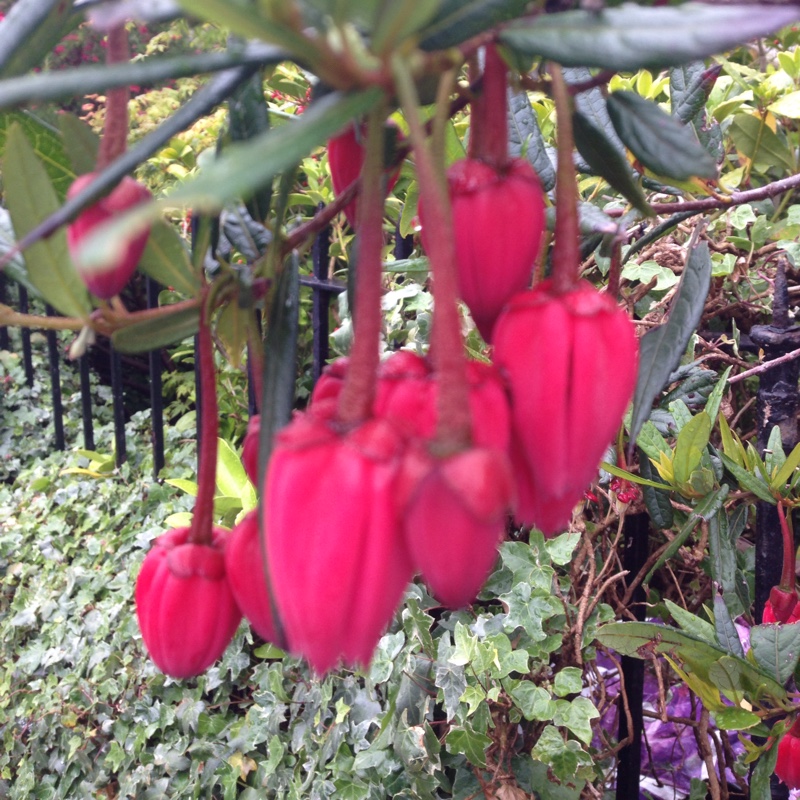Geraldine's garden