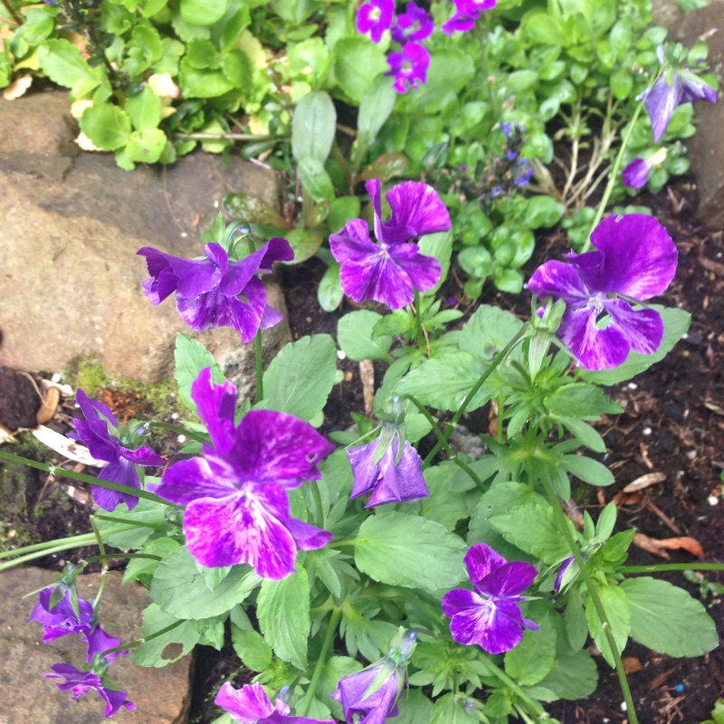Viola 'Columbine'