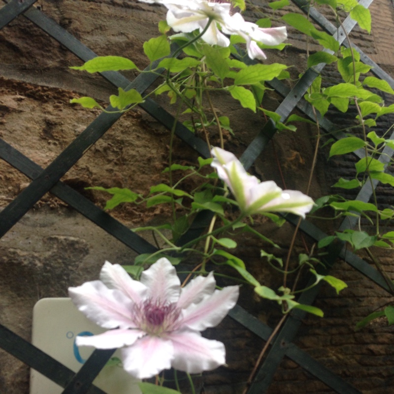 Clematis 'Abilene'