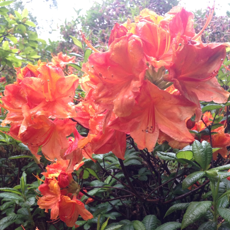 Geraldine's garden