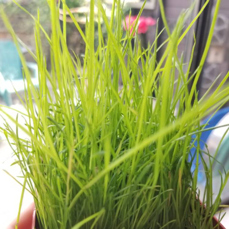 Plant image Avena Sativa