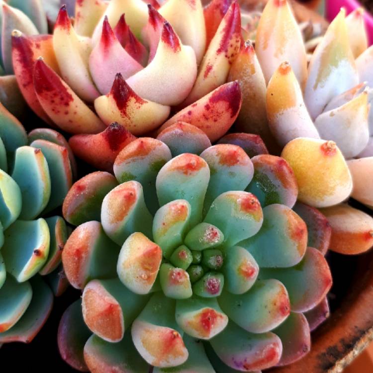 Plant image xSedeveria Blue Elf