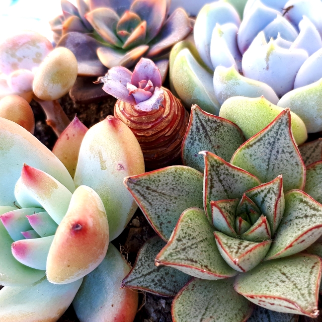 Plant image Echeveria Purpusorum White Form