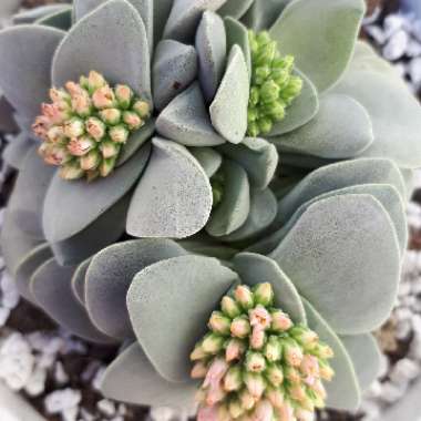Crassula 'Morgan's Beauty'