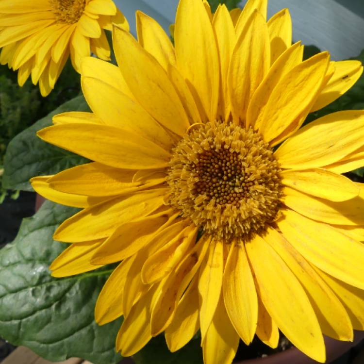 plant image 1616452