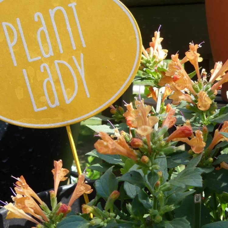 Plant image Agastache 'Mandarin Dream'