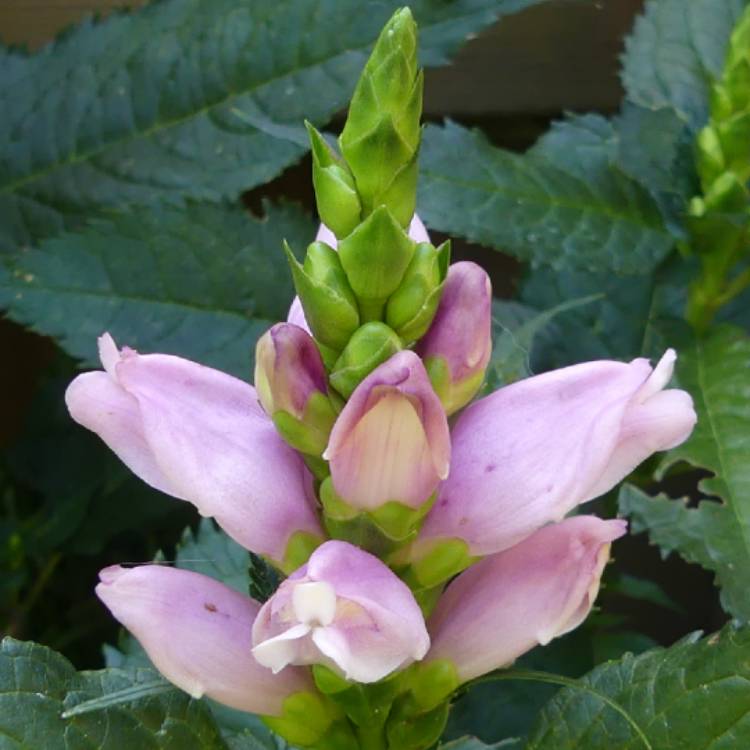 plant image 1619685