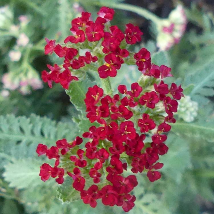 plant image 1625862