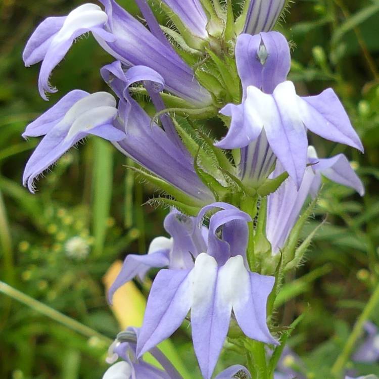 Plant image Lobelia siphilitica 'Blue'