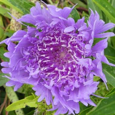 Stokesia laevis