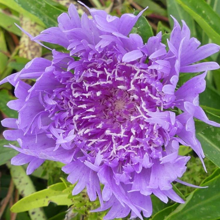 plant image 1629617