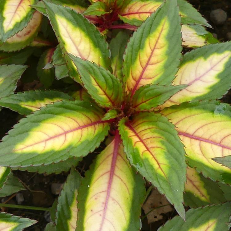 plant image 1629774