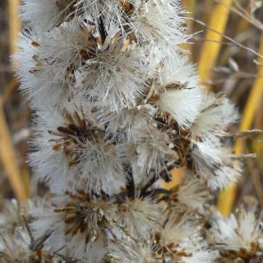Solidago