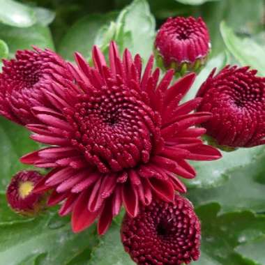 Chrysanthemum morifilium