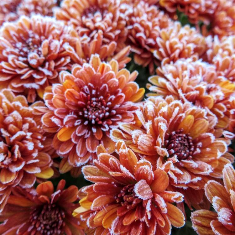 plant image 1638184 plant image 1638184