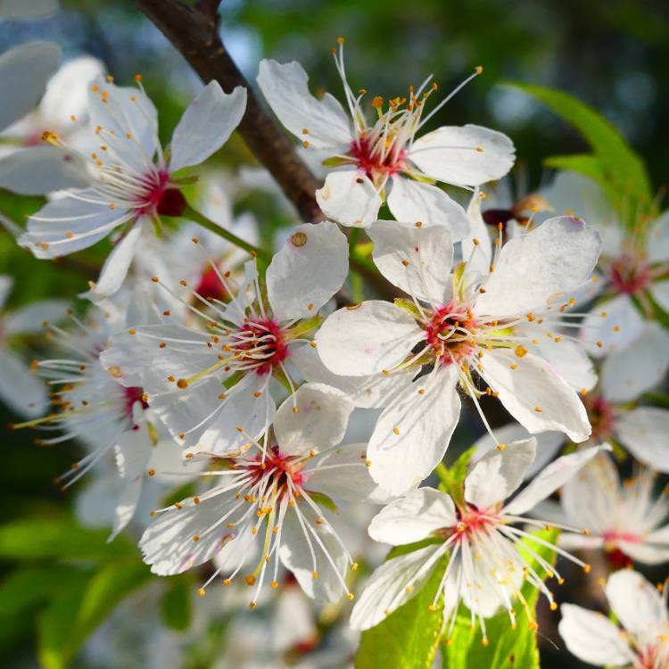plant image 1668410